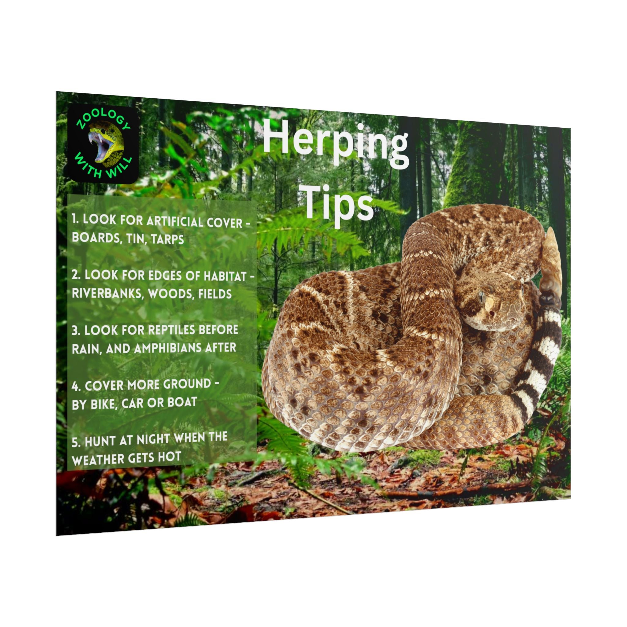 Herping Tips Poster: Western Diamondback Rattlesnake (18×12)