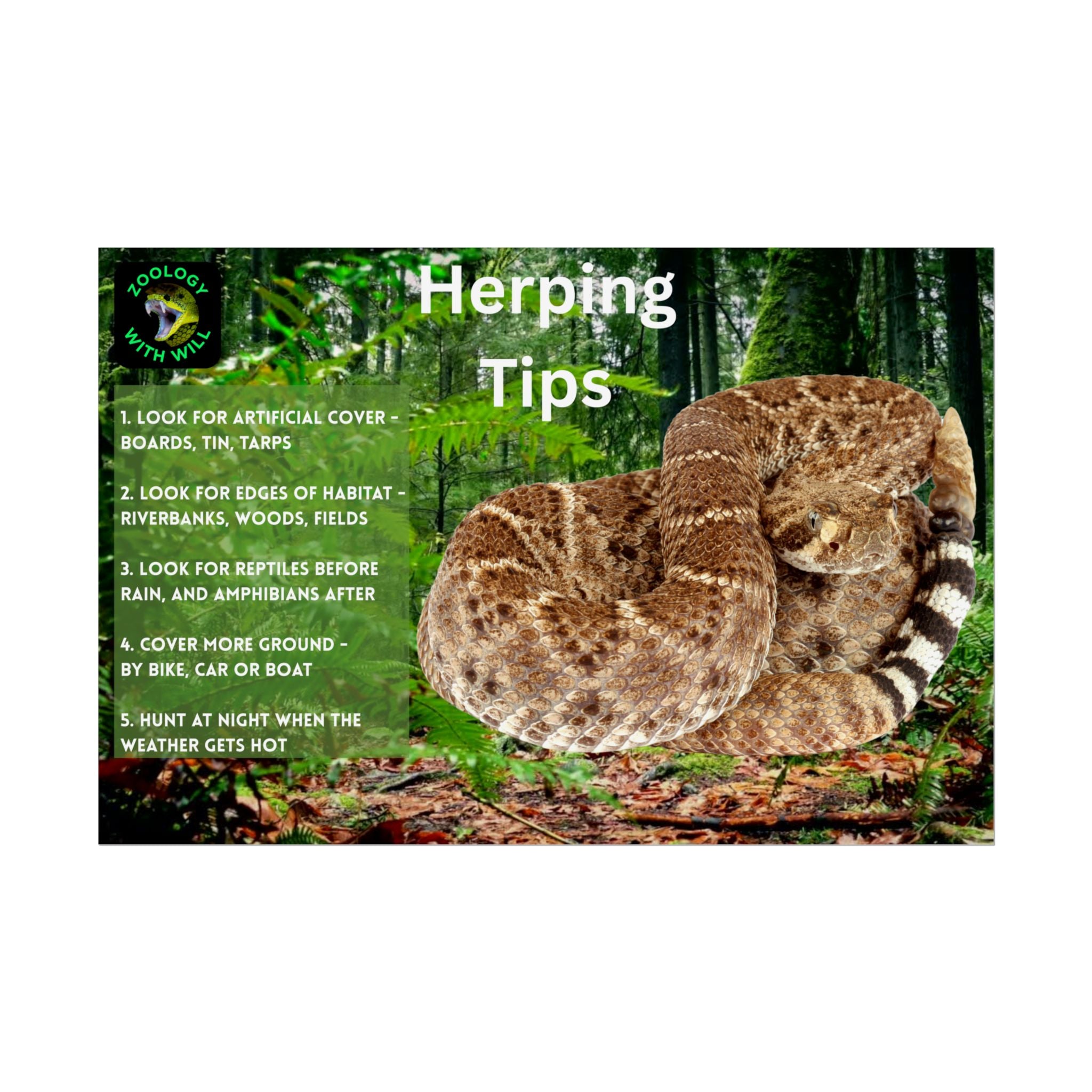 Herping Tips Poster: Western Diamondback Rattlesnake (18×12)