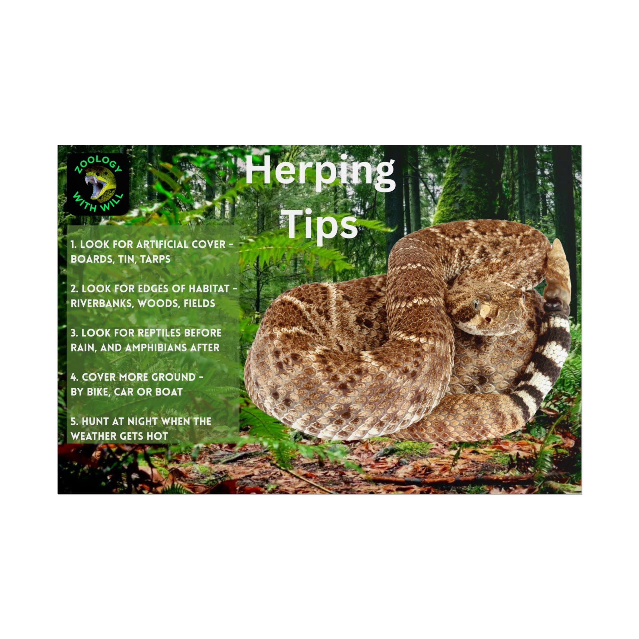 Herping Tips Poster: Western Diamondback Rattlesnake (18×12)